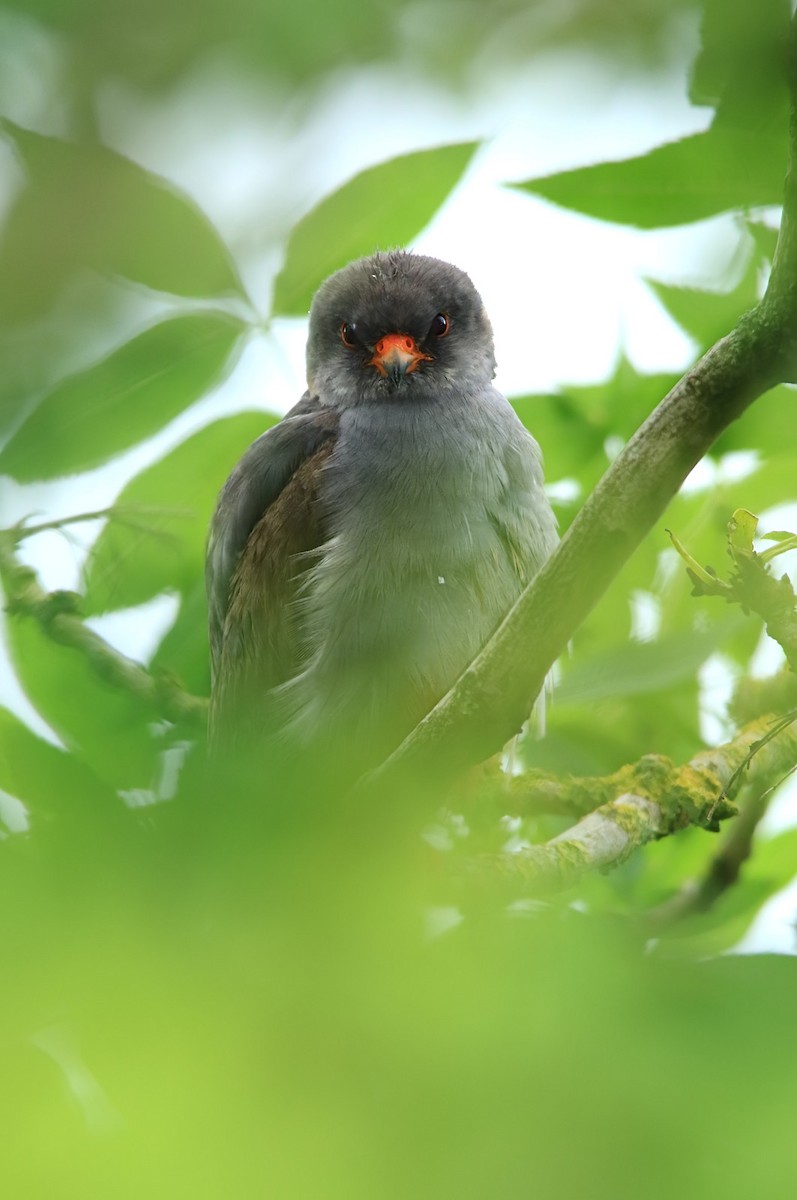 Red-footed Falcon - ML352350541