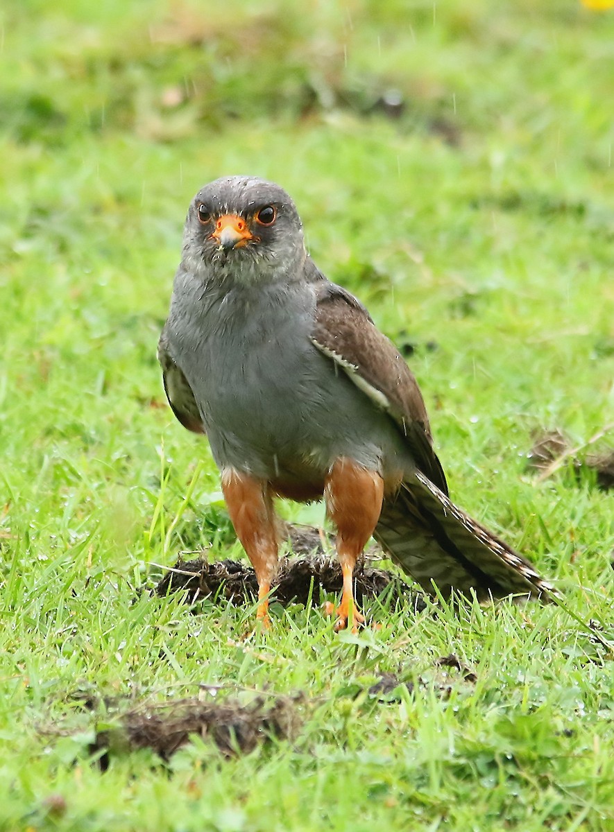 Red-footed Falcon - ML352350551