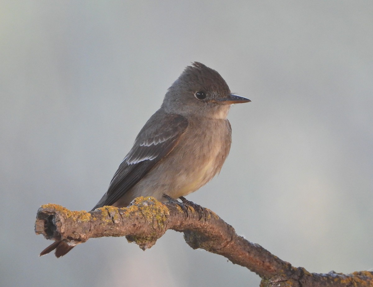 Western Wood-Pewee - Pair of Wing-Nuts