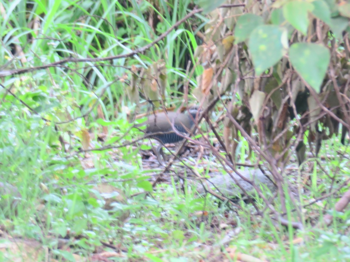 Barred Rail - Jian-Long(建龍) WU(吳)