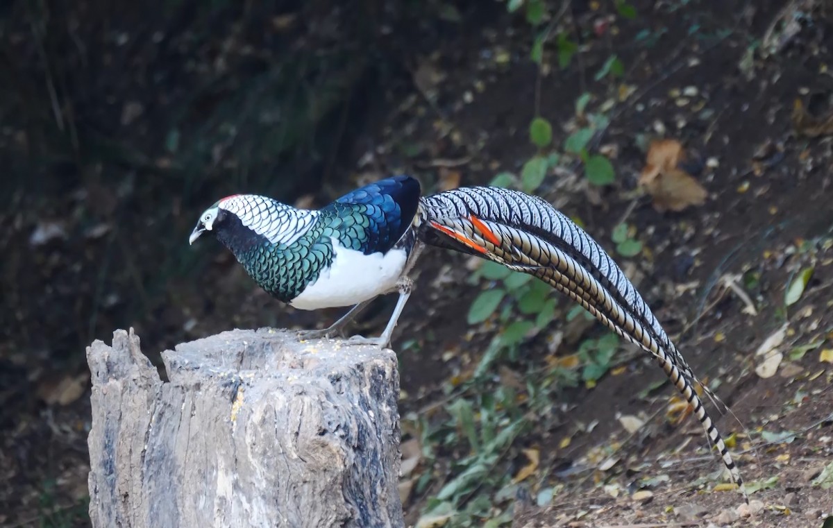 Lady Amherst's Pheasant - ML352351821