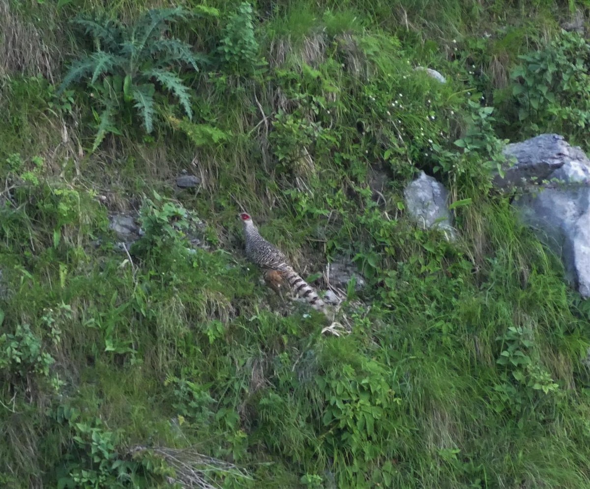 Cheer Pheasant - ML352352621