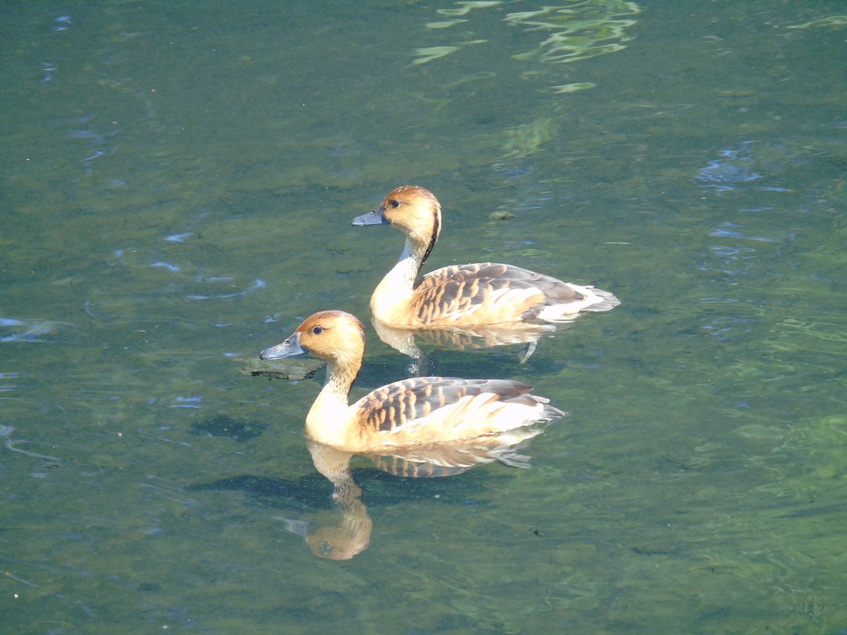 Fulvous Whistling-Duck - ML352354621