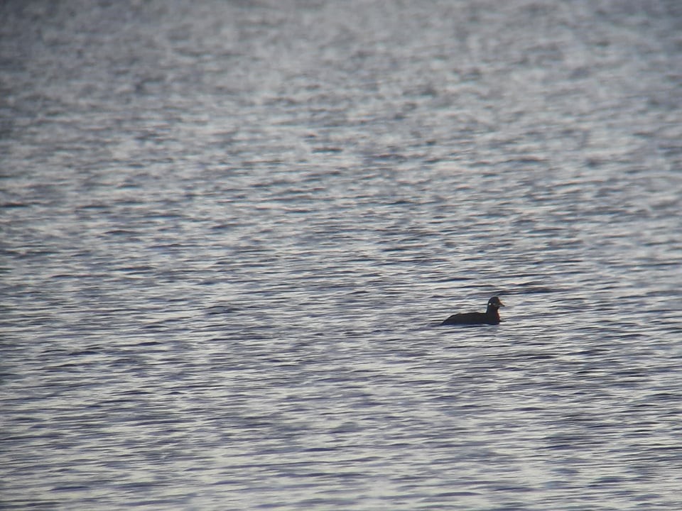 Harlequin Duck - ML352355921