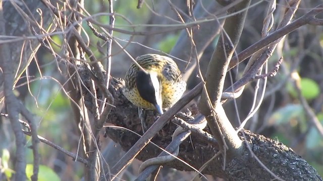 Green-barred Woodpecker - ML352356721