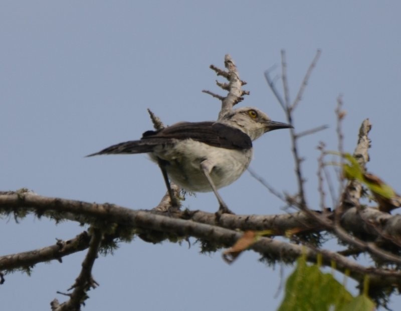 Tropical Mockingbird - ML35235941