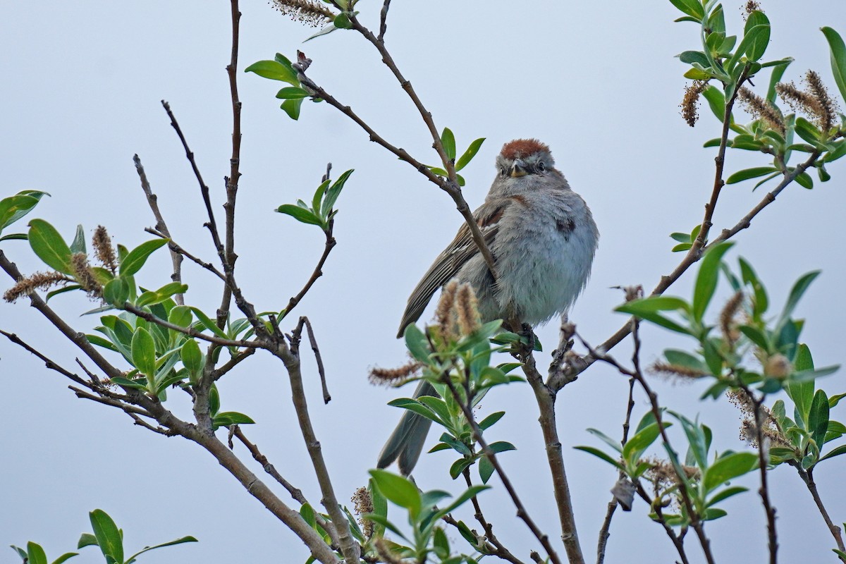 American Tree Sparrow - Susan Iannucci