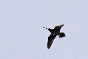 Wilson's Snipe - ML352361651