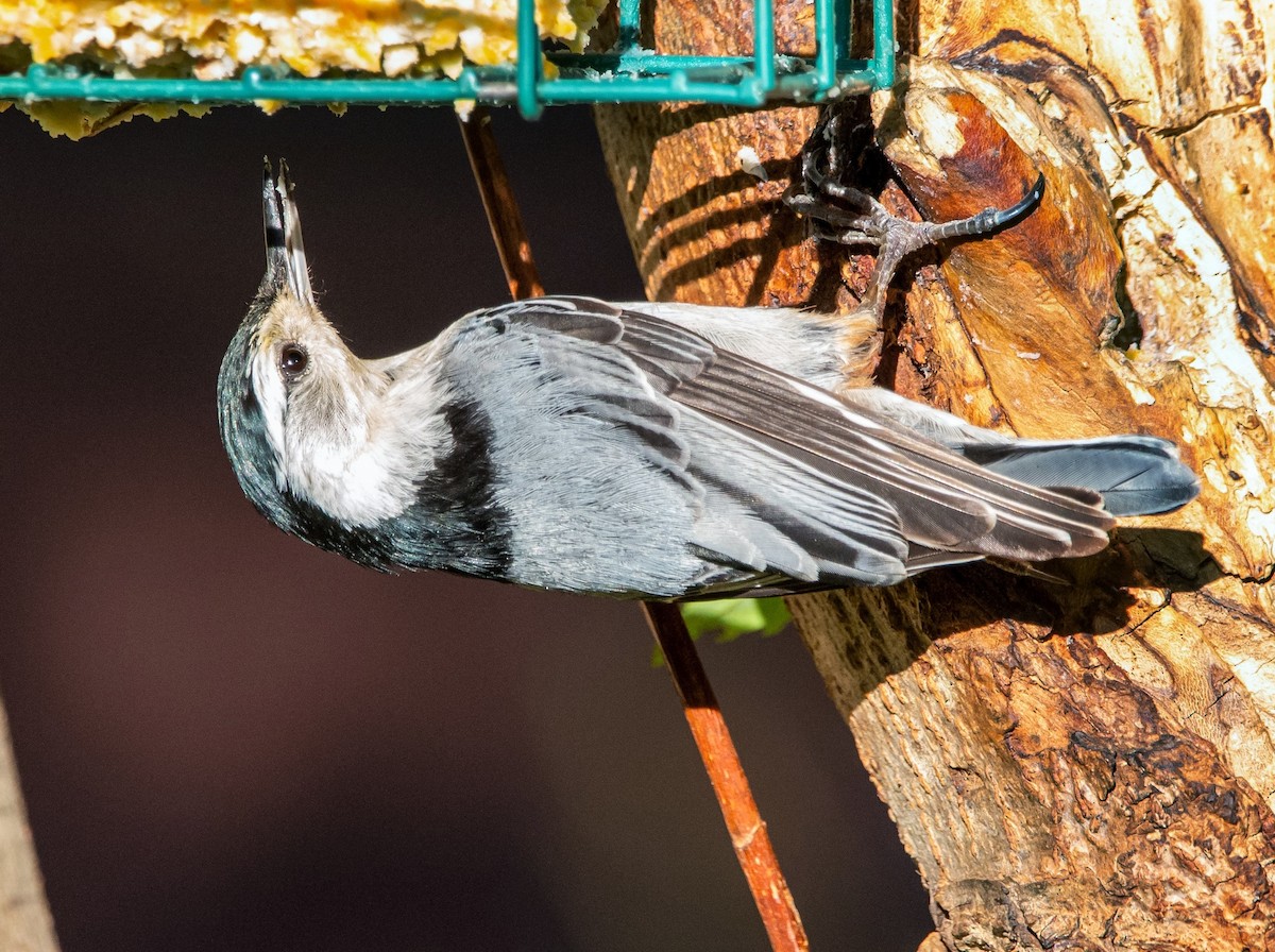 White-breasted Nuthatch - ML352364021