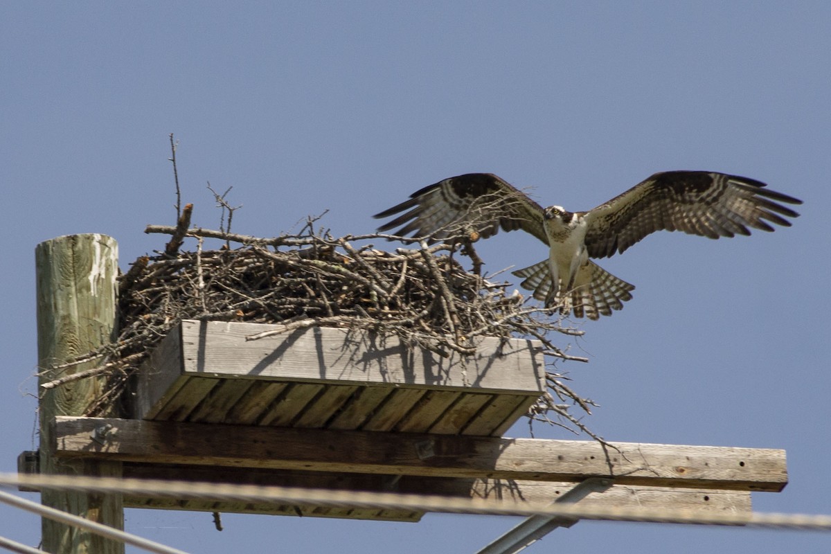 Osprey - Tanja Schubert