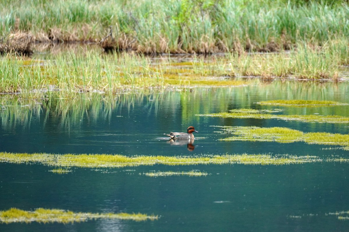 Green-winged Teal - Susan Iannucci