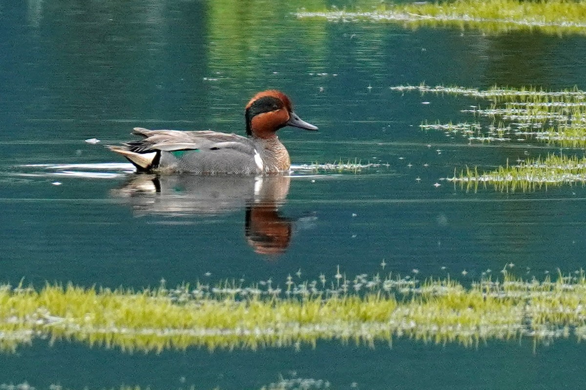 Green-winged Teal - ML352365681