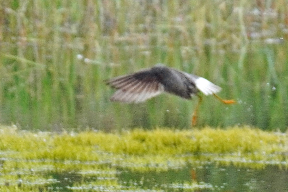 Lesser Yellowlegs - ML352367381