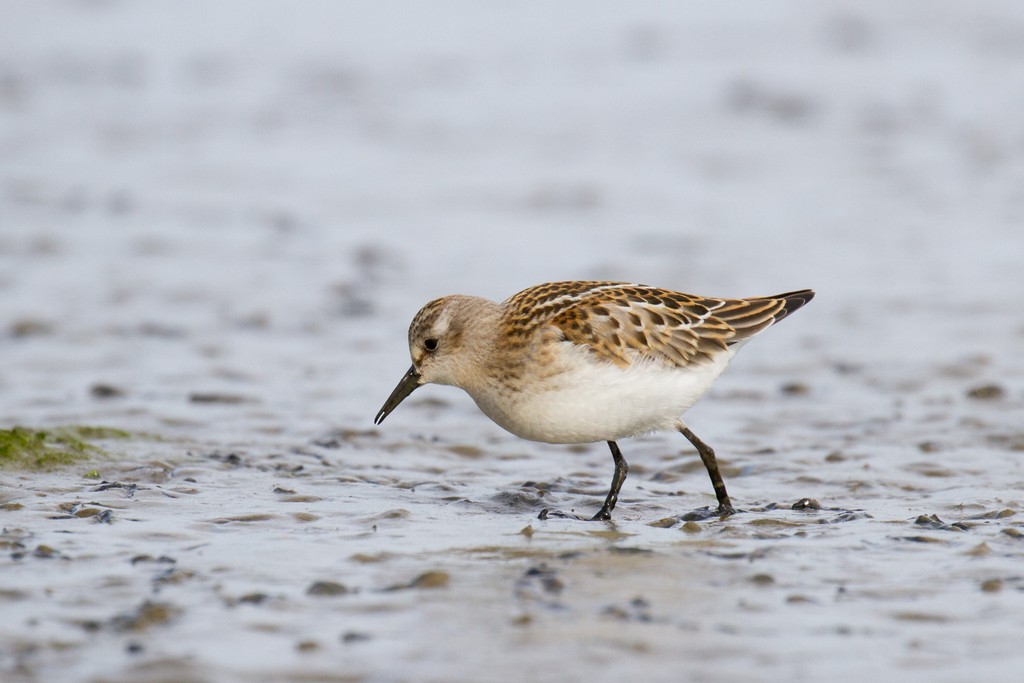 ML35236741 - Little Stint - Macaulay Library