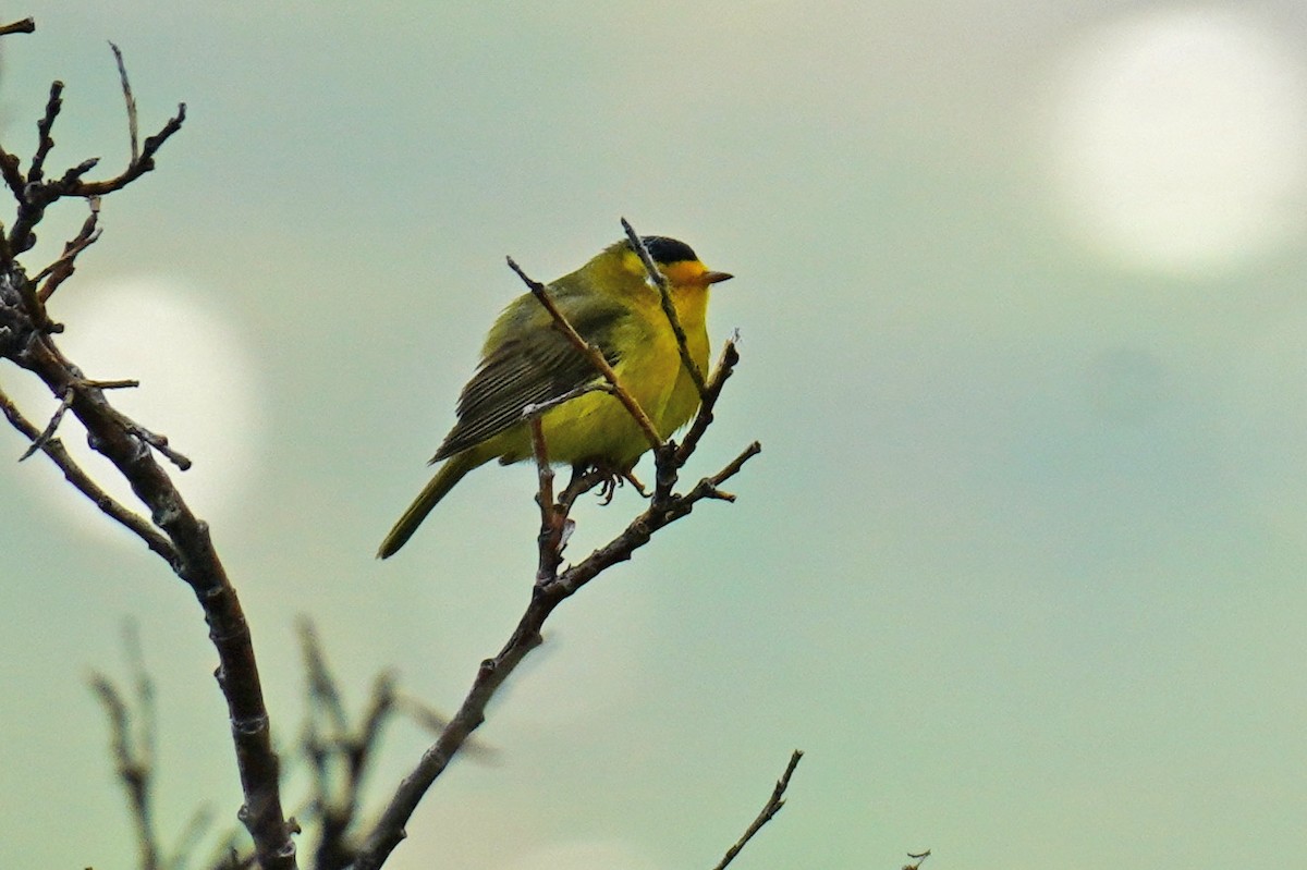 Wilson's Warbler - ML352369261