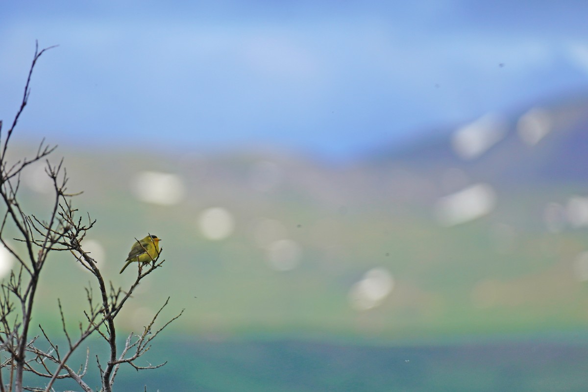 Wilson's Warbler - ML352369311