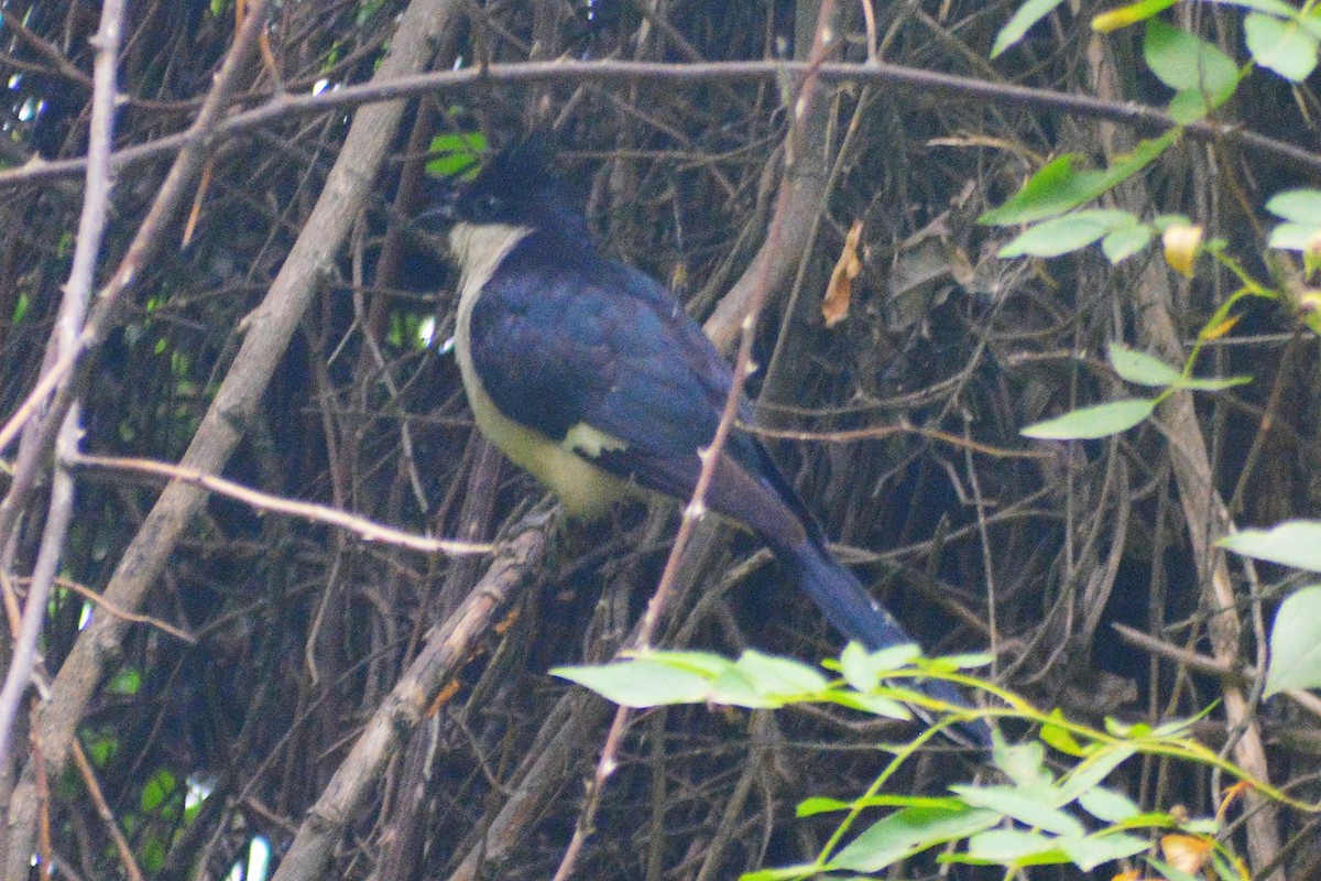 Pied Cuckoo - ML352369561