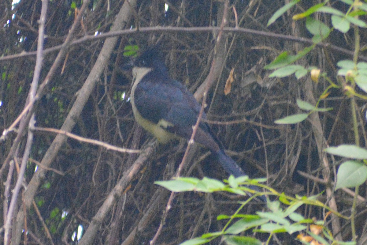 Pied Cuckoo - ML352369581