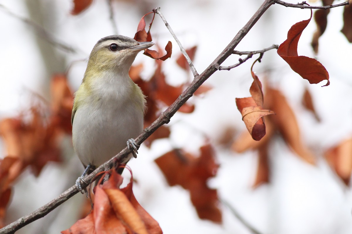 Red-eyed Vireo - ML35237051