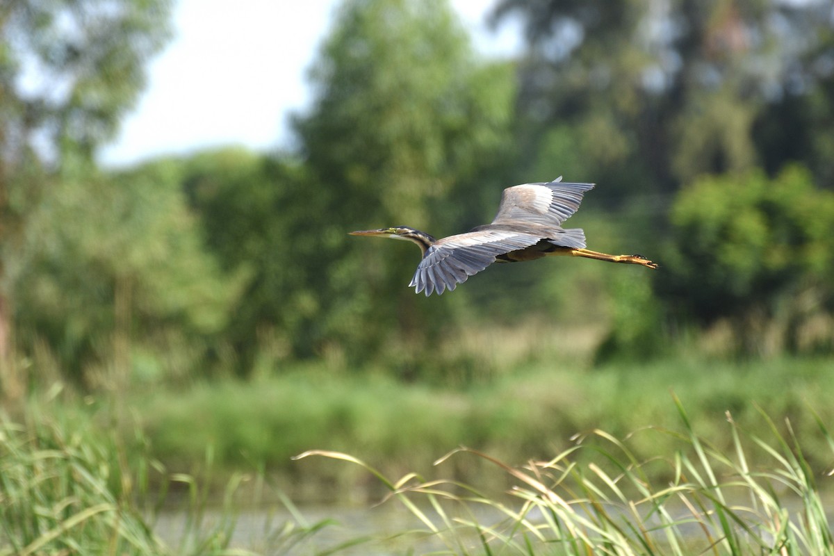 Purple Heron - ML352370571