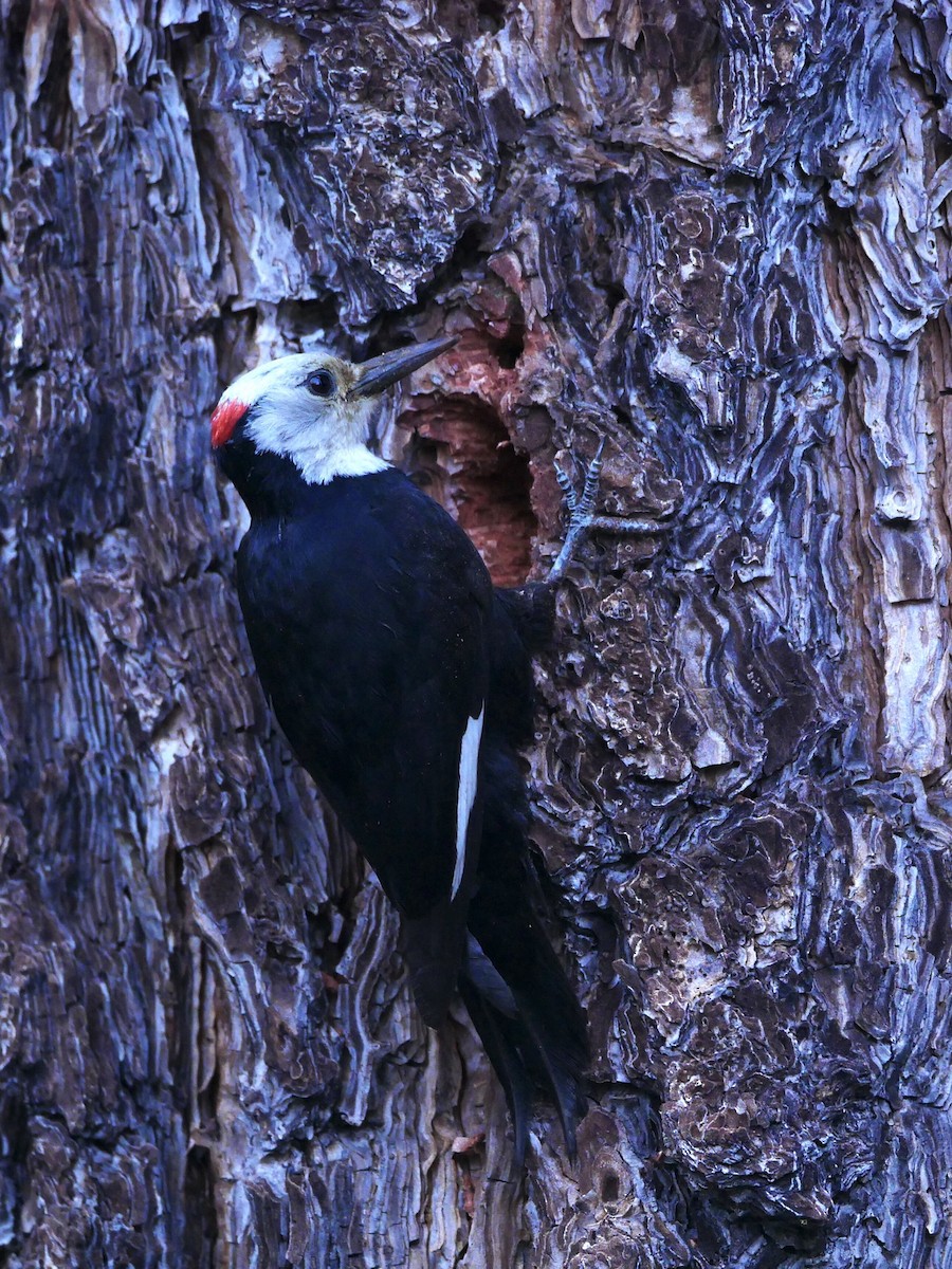 White-headed Woodpecker - Chris Wills