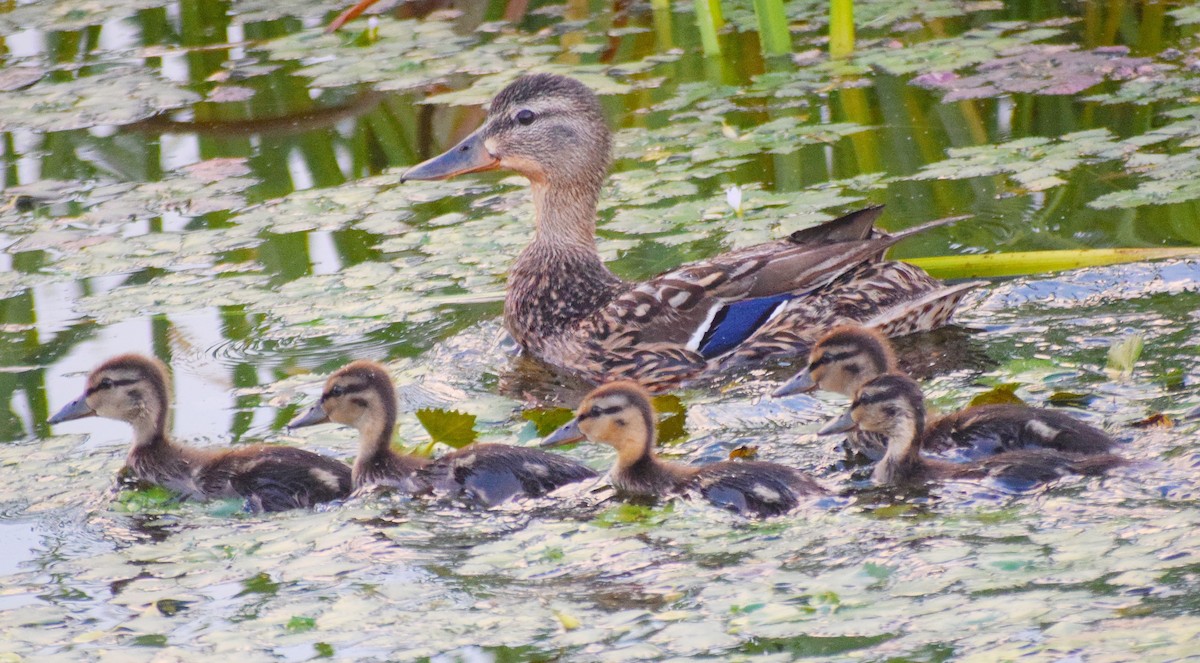 Canard colvert - ML352370911