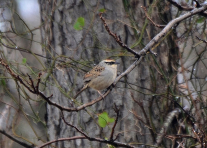 Striped Sparrow - ML35237171