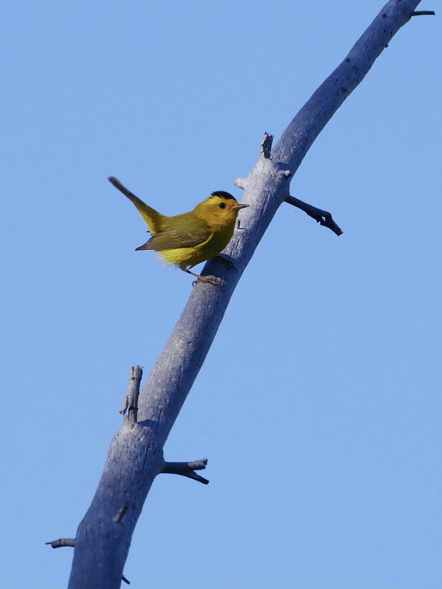 kalottparula - ML352371771