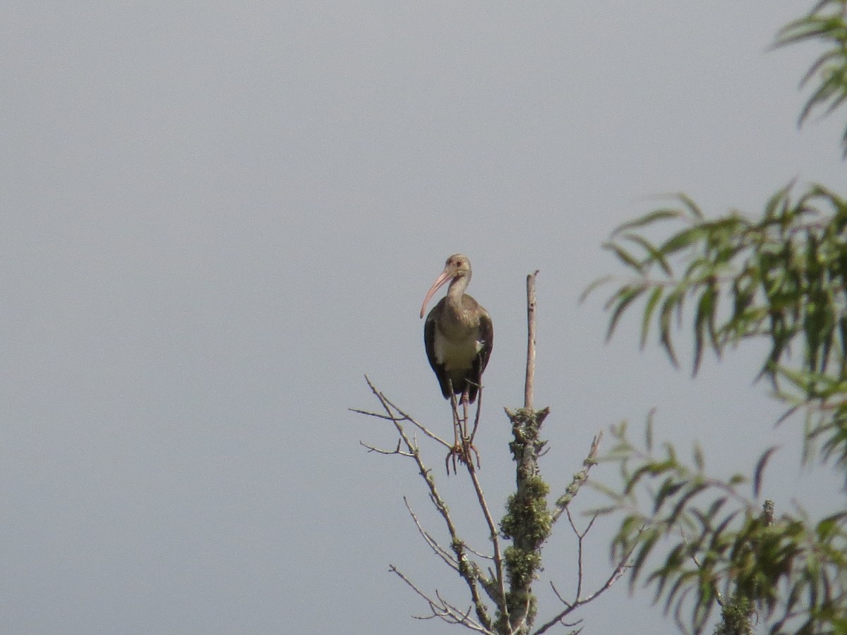 White Ibis - Matt Spangler