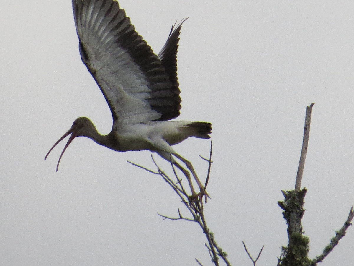 White Ibis - ML35237371