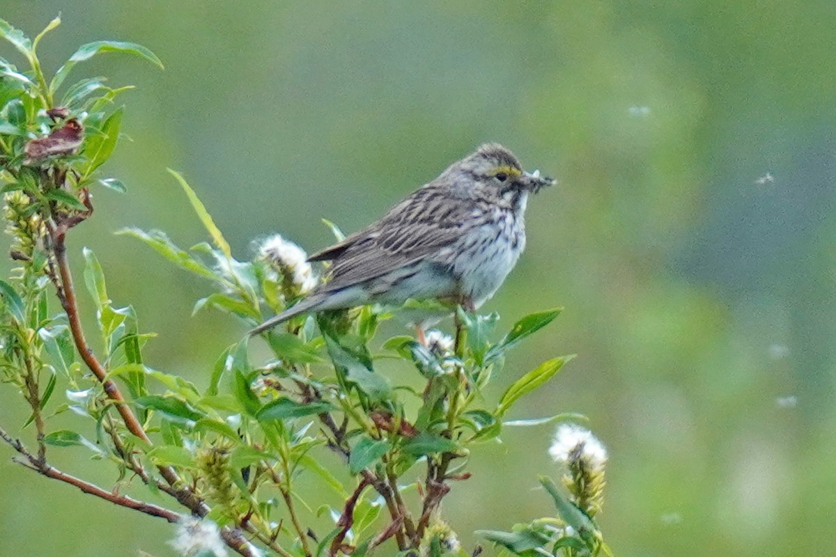 Savannah Sparrow - Susan Iannucci