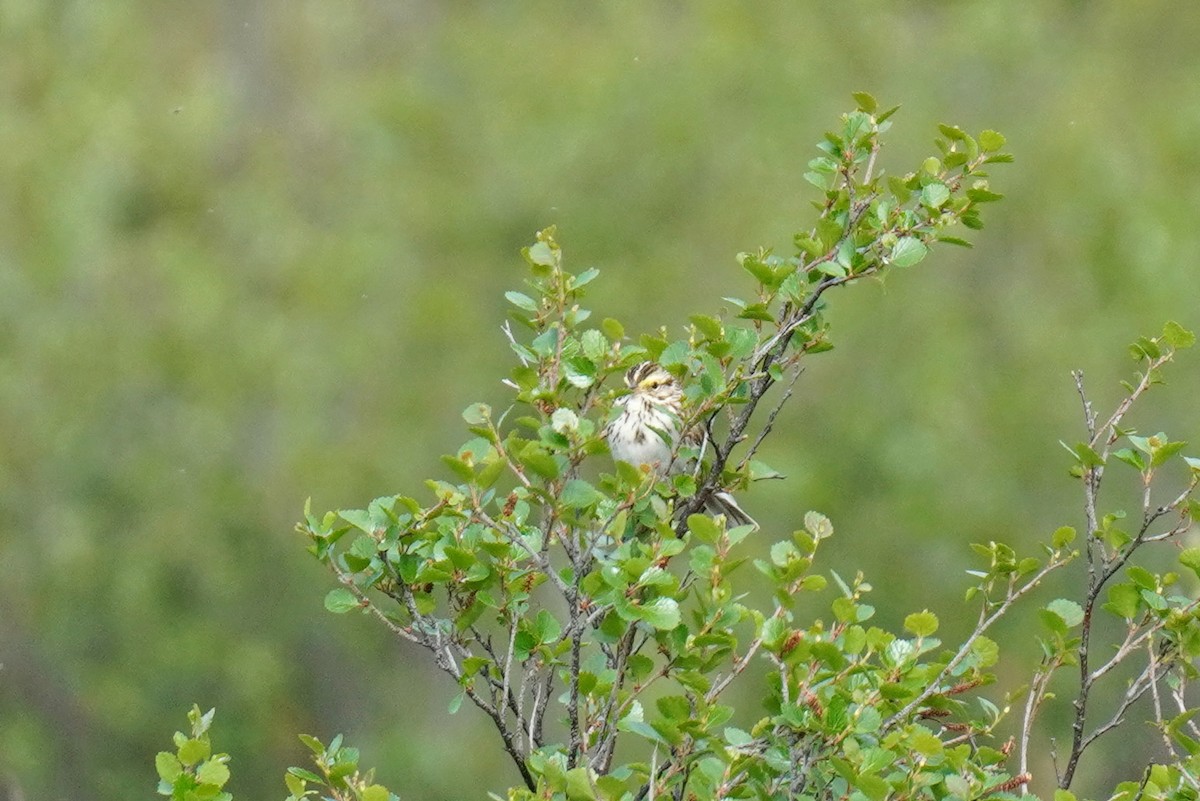 Savannah Sparrow - ML352373931