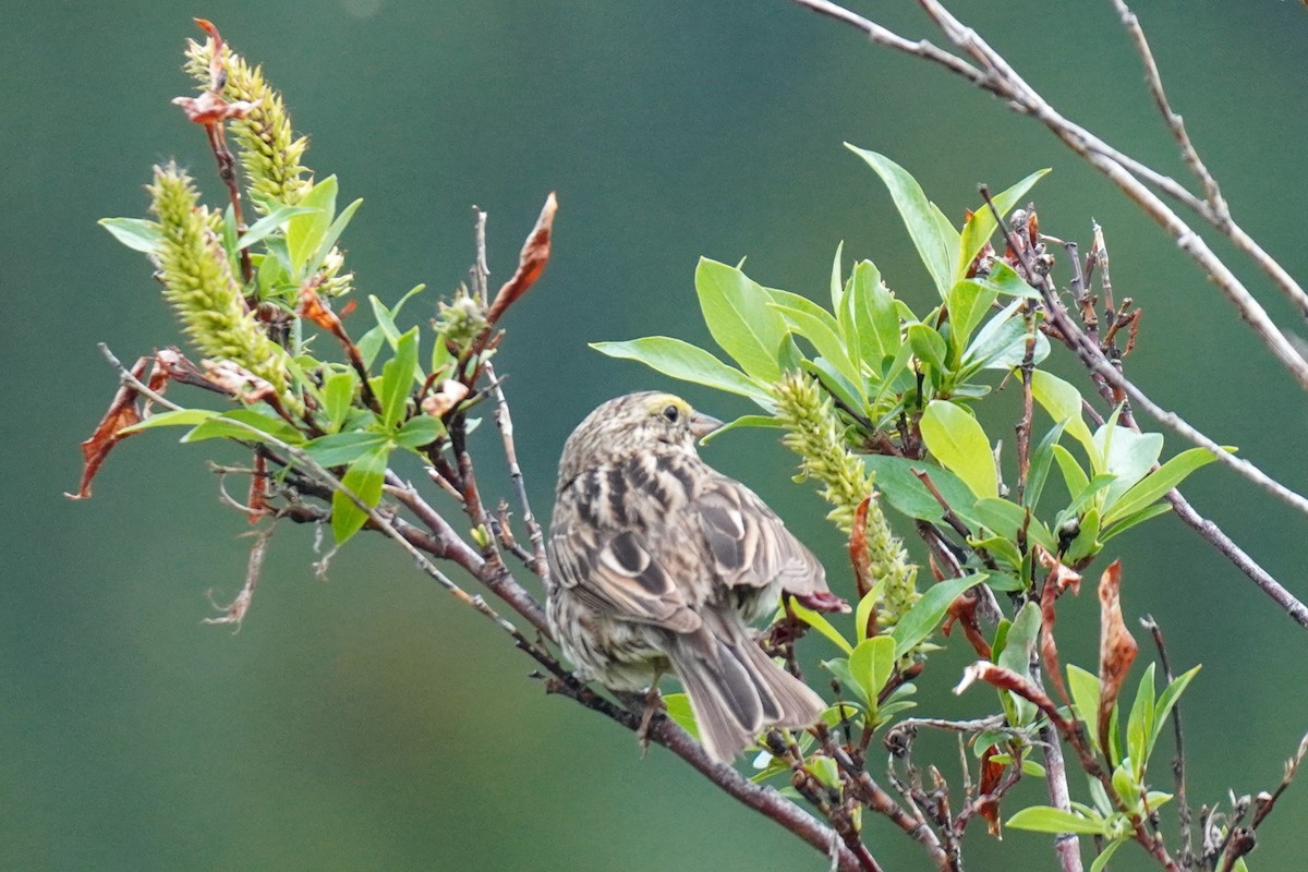 Savannah Sparrow - ML352373951