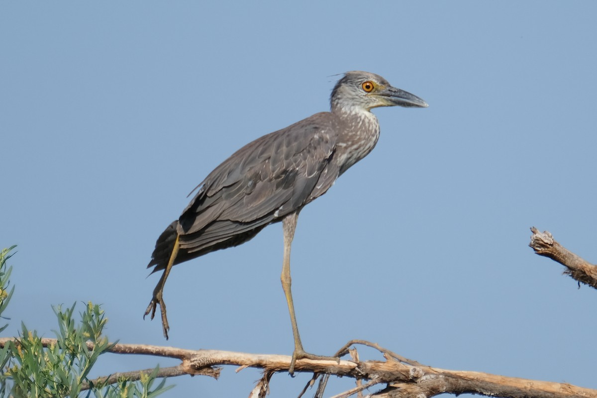 Yellow-crowned Night Heron - ML352375991