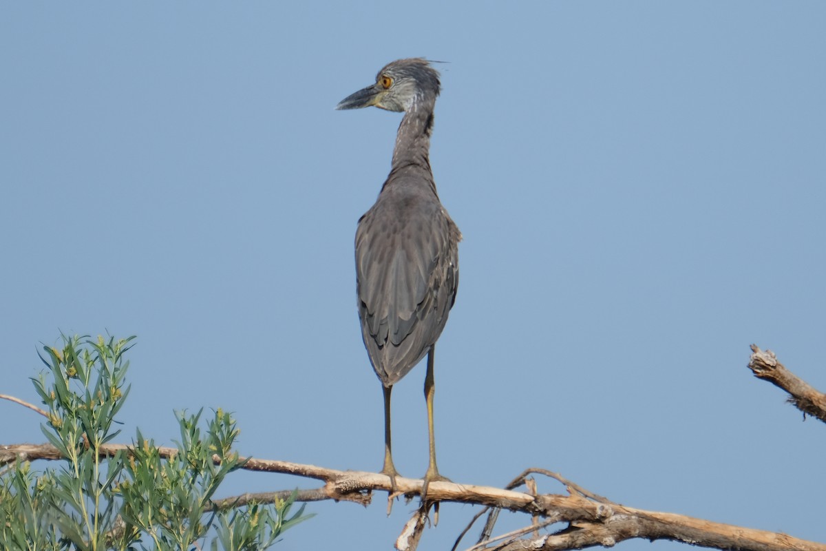 Yellow-crowned Night Heron - ML352376001