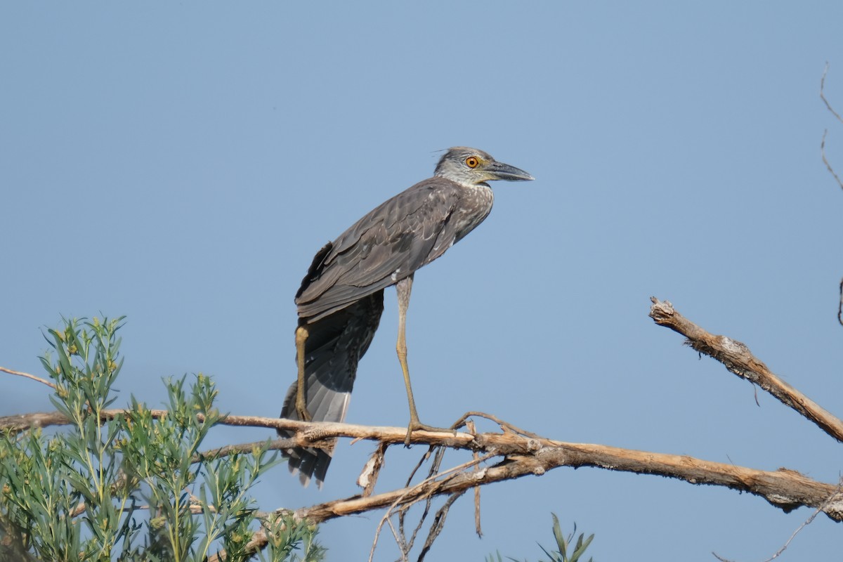 Yellow-crowned Night Heron - ML352376031