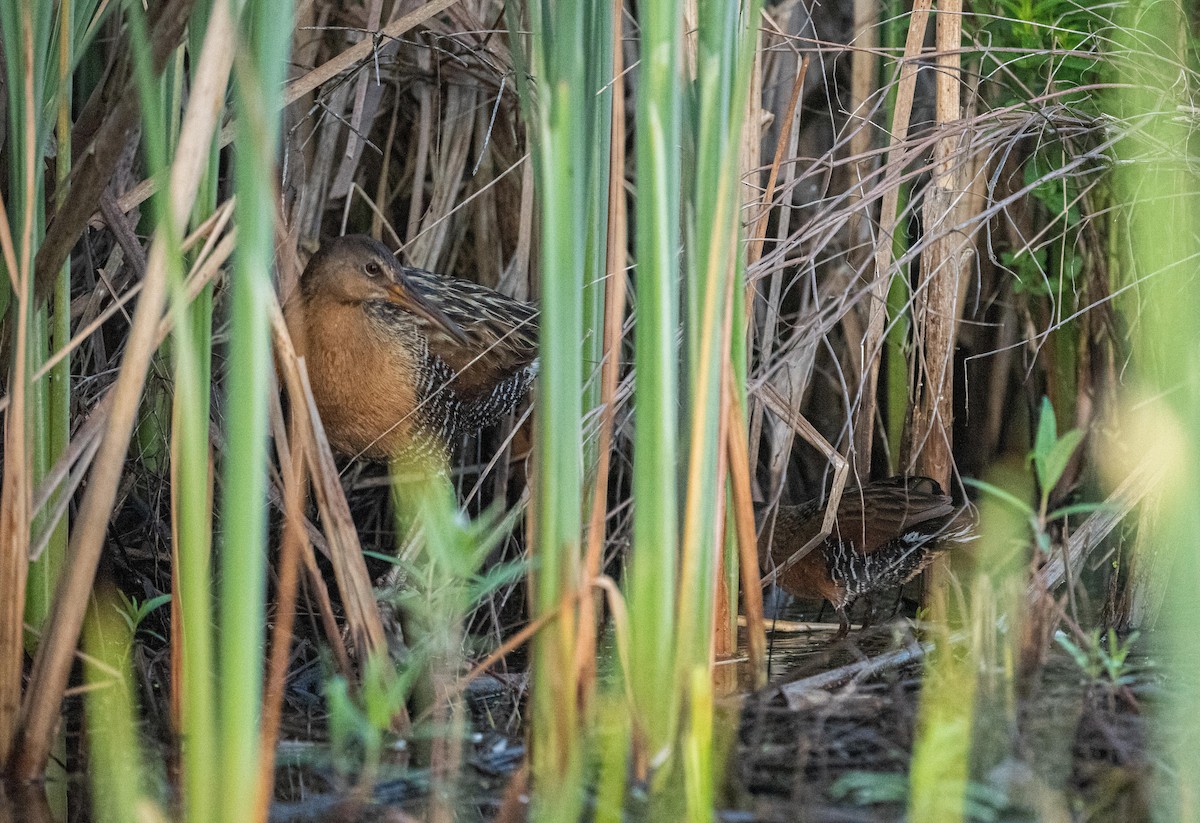 King Rail - Karen Lee Lewis