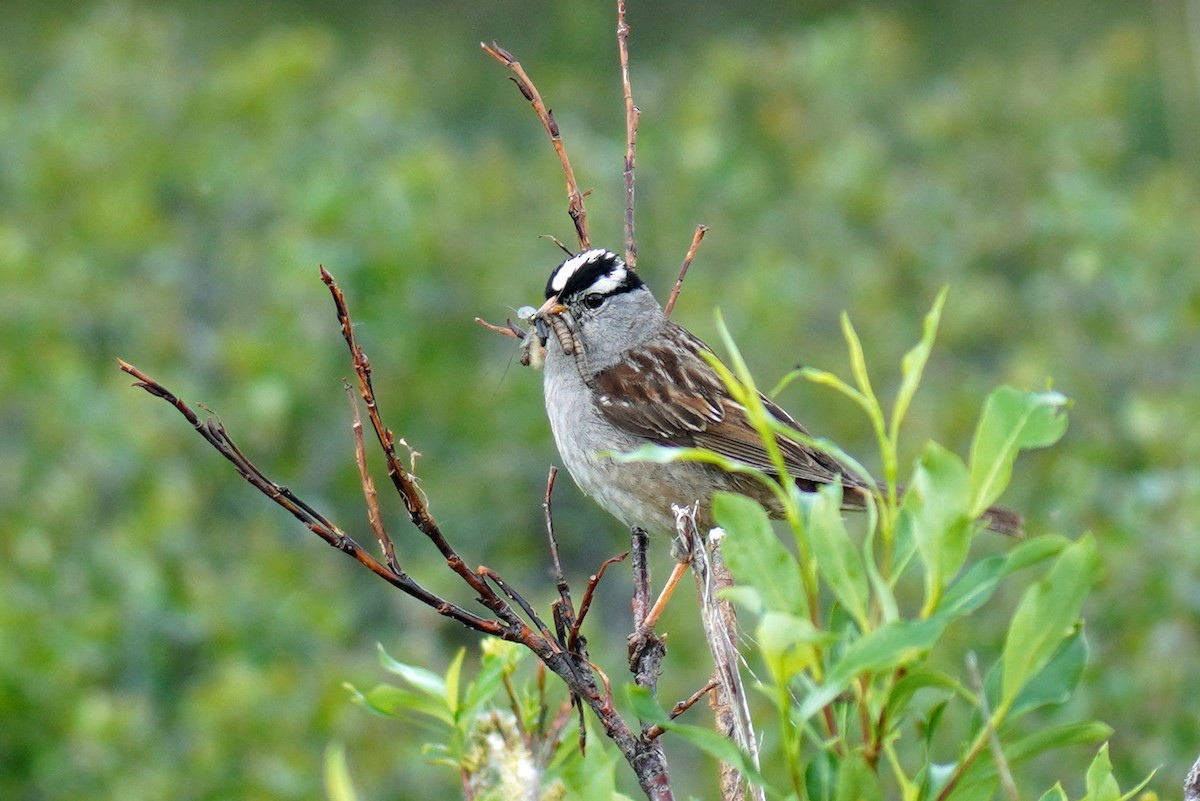 White-crowned Sparrow - Susan Iannucci