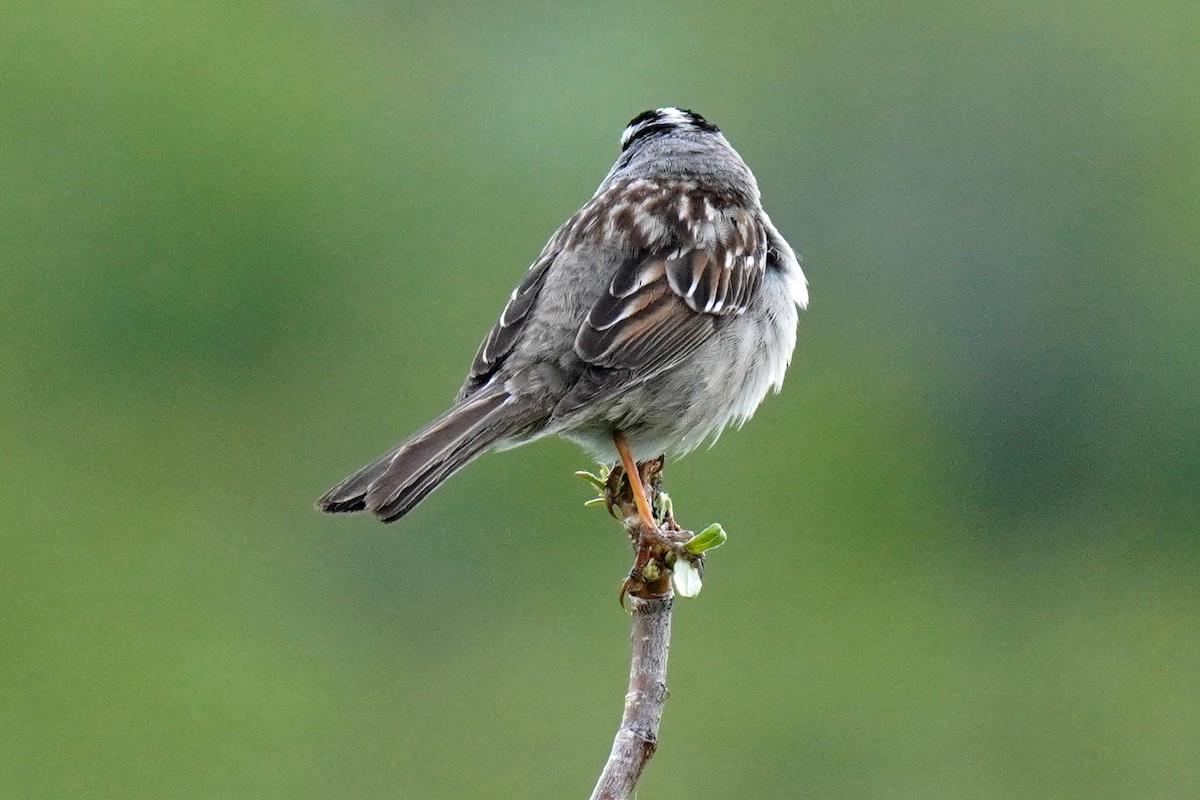 White-crowned Sparrow - Susan Iannucci