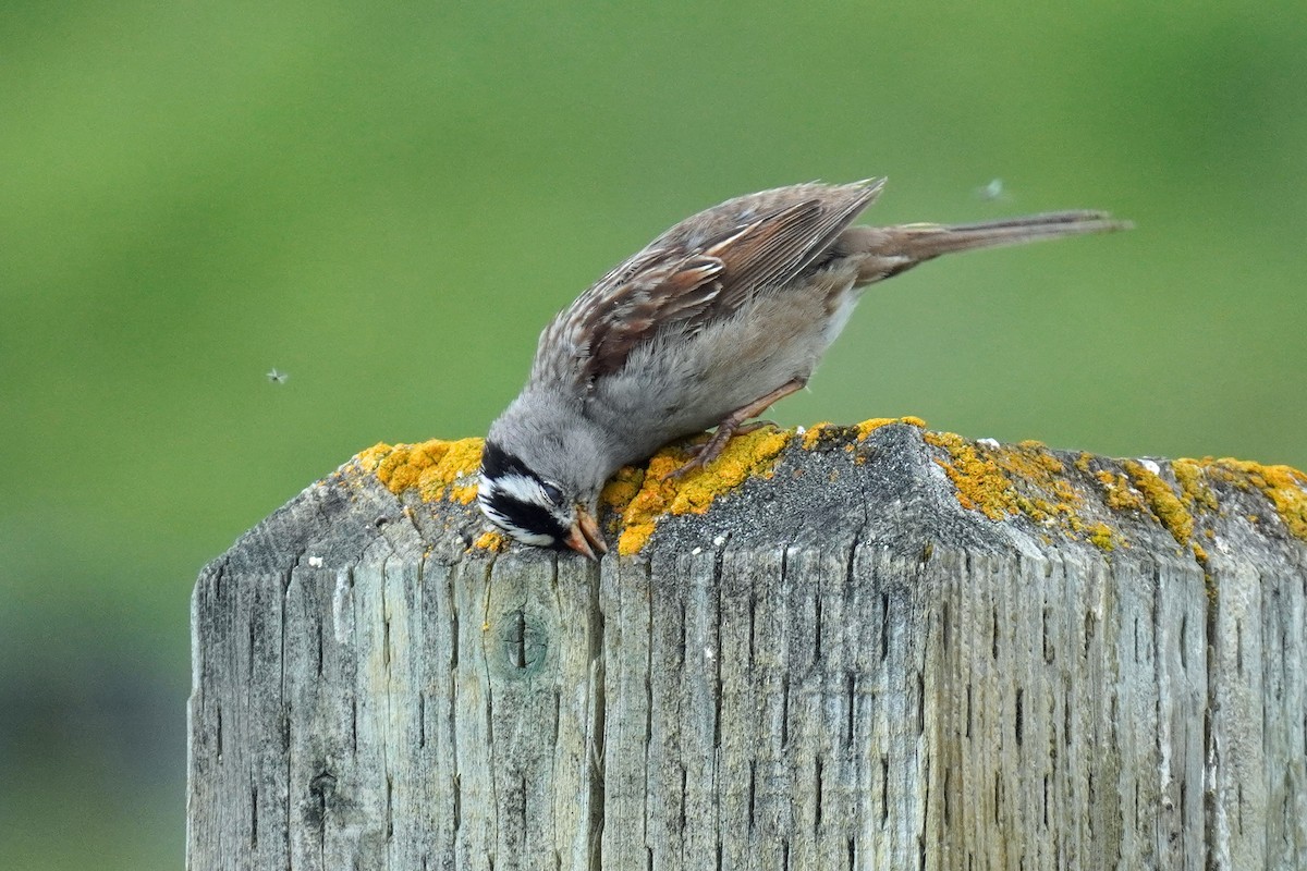 Bruant à couronne blanche - ML352377221