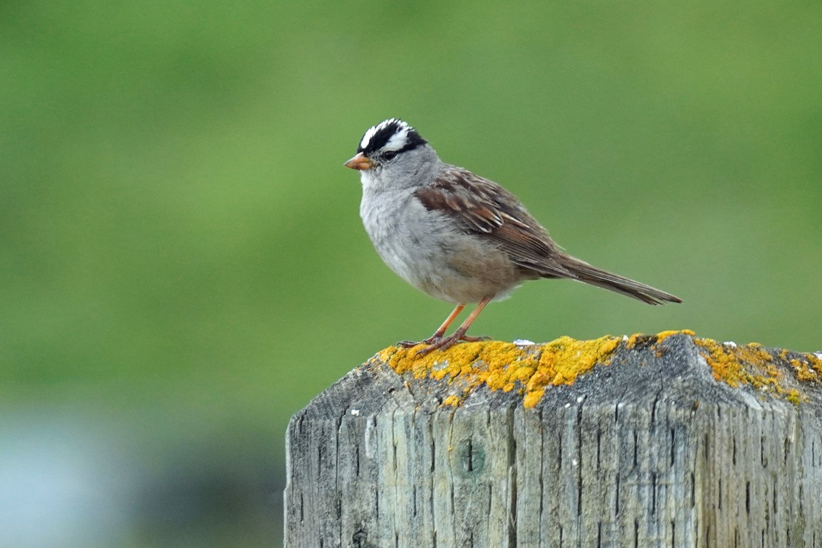 White-crowned Sparrow - Susan Iannucci