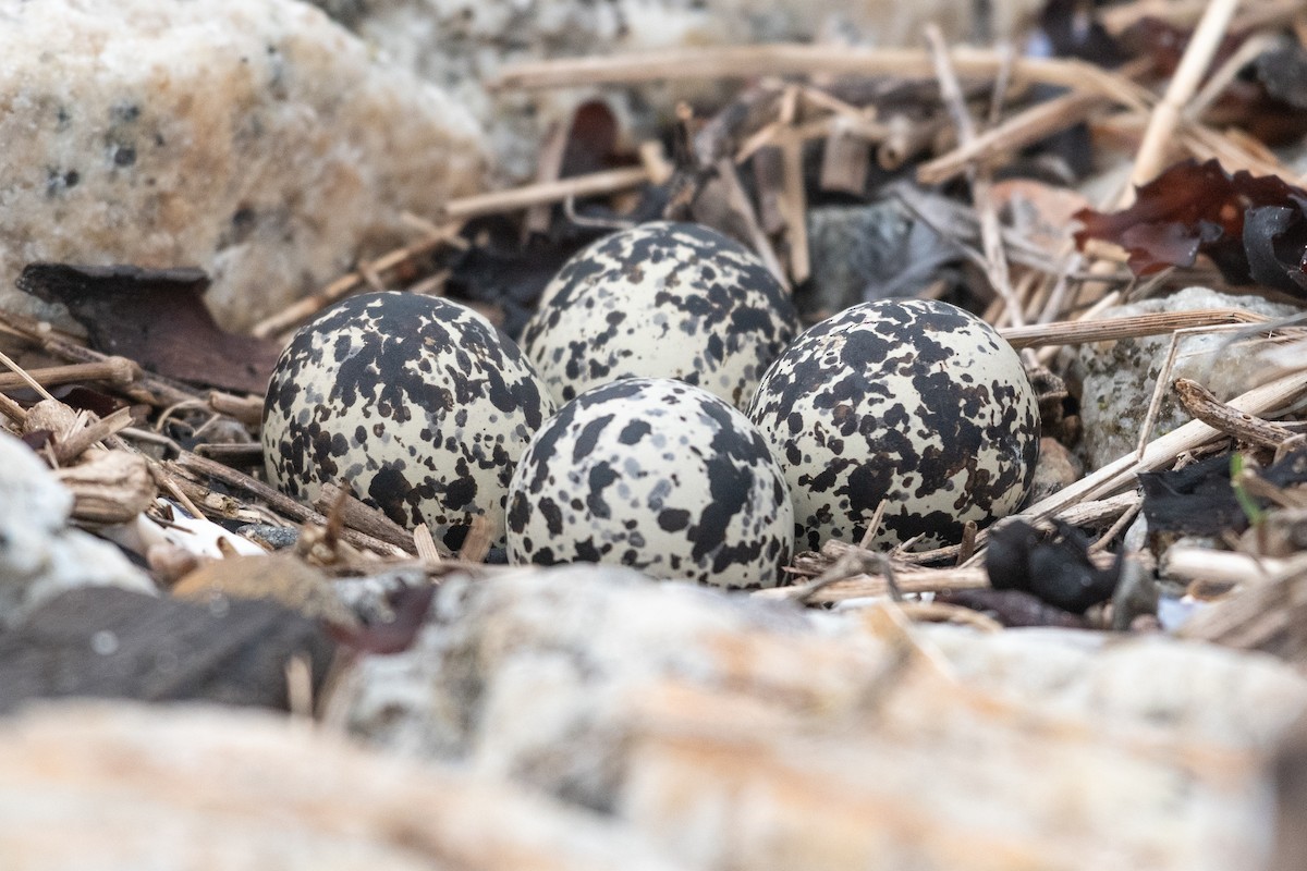 Killdeer - David Turgeon