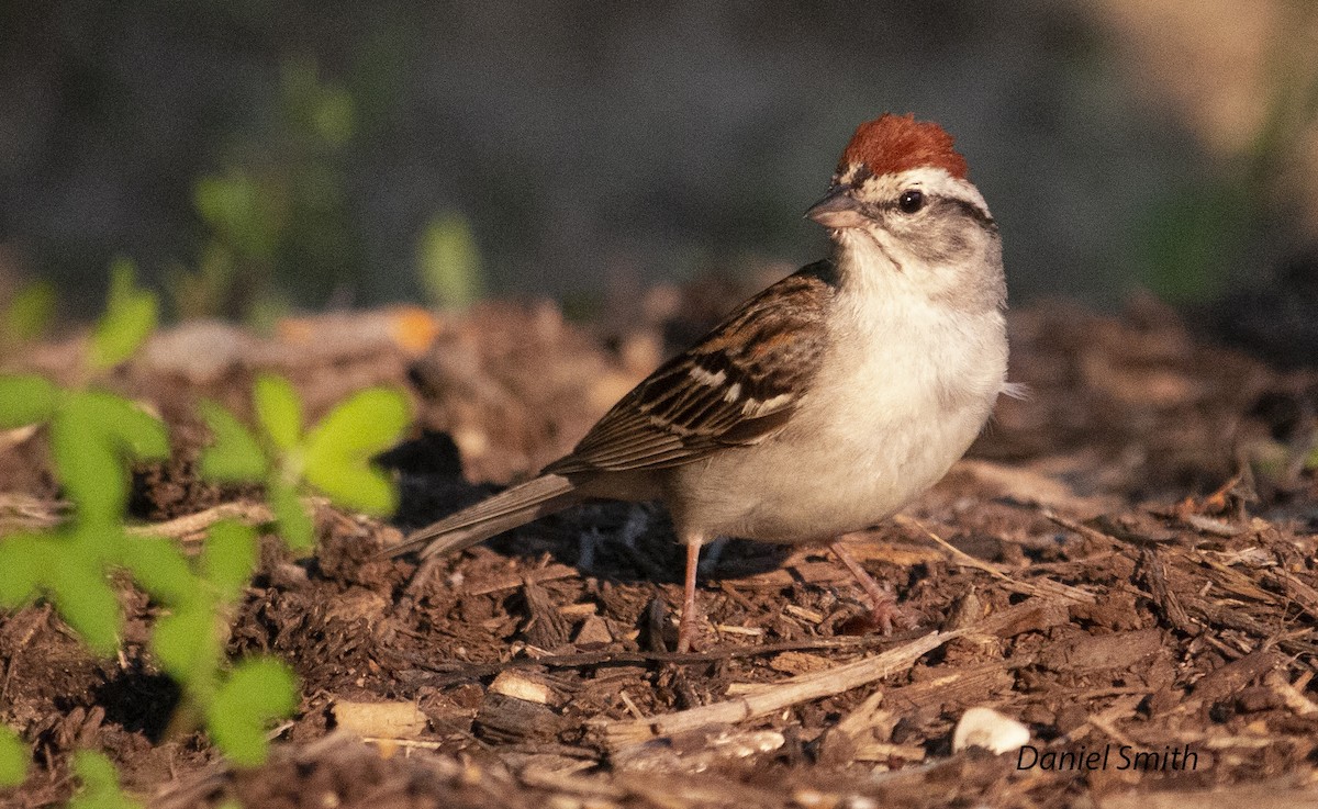 Chipping Sparrow - ML352378121