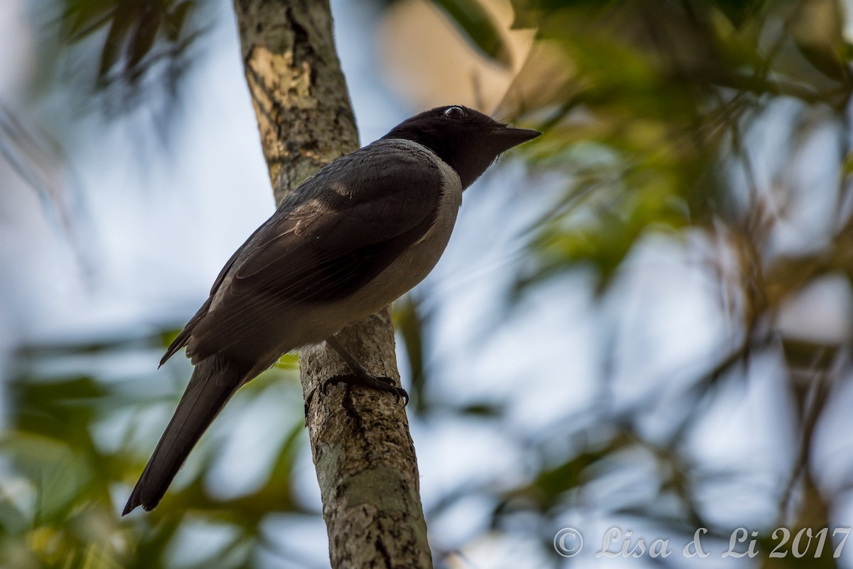 Madagascar Cuckooshrike - Lisa & Li Li