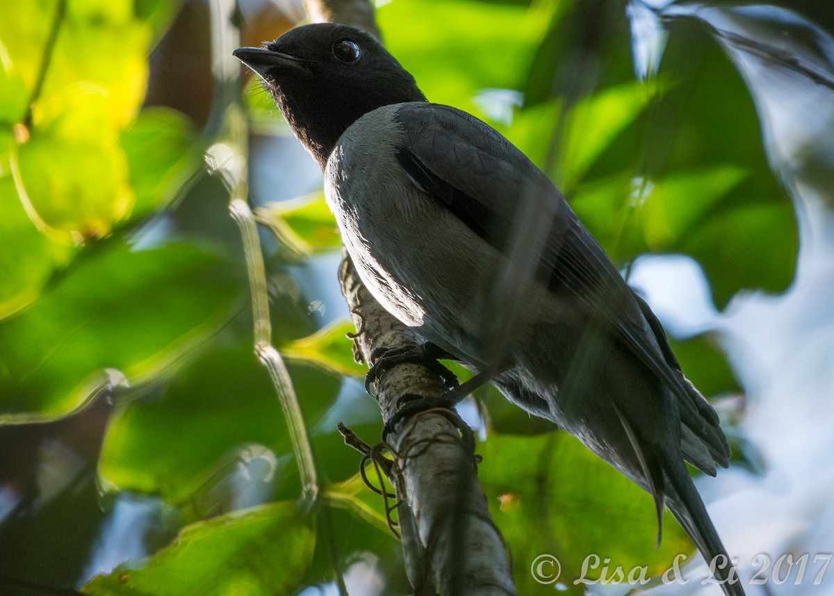 Madagascar Cuckooshrike - Lisa & Li Li