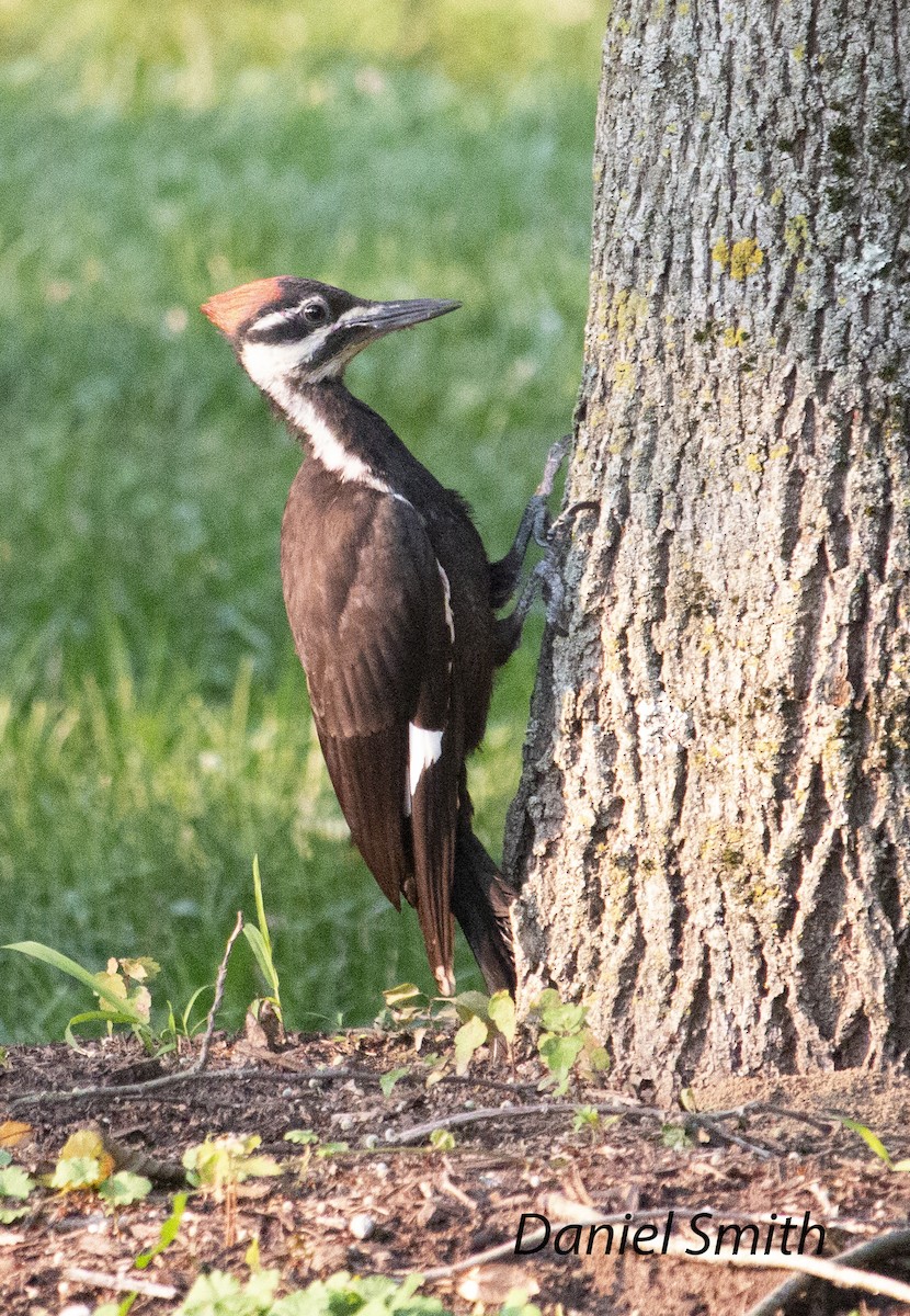 Pileated Woodpecker - ML352378871