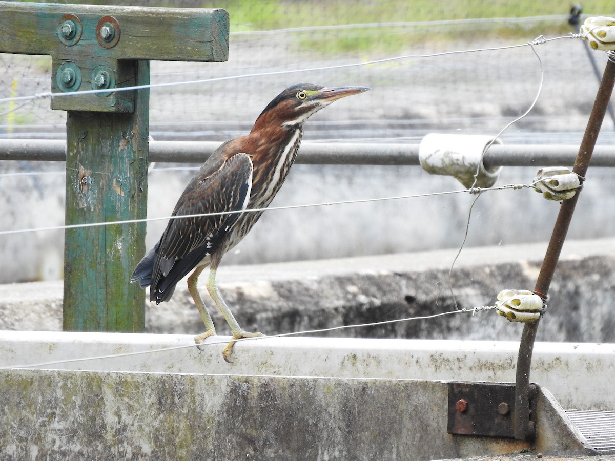 Green Heron - ML352380691