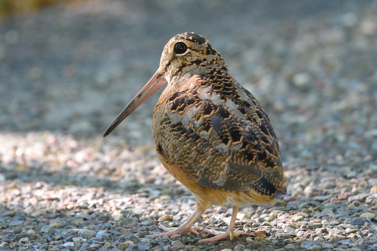 American Woodcock - ML35238241