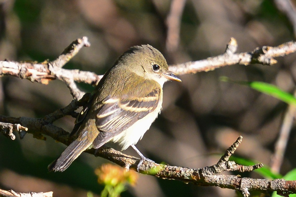 Least Flycatcher - ML35238281