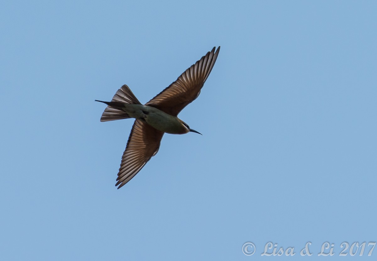 Madagascar Bee-eater - ML352384241